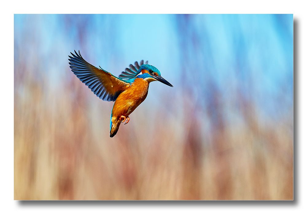 Eisvogel Foto & Bild sonyfotowettbewerb, tiere in aktion jury