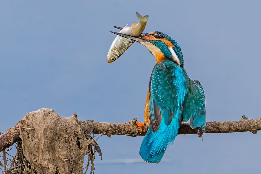 Eisvogel