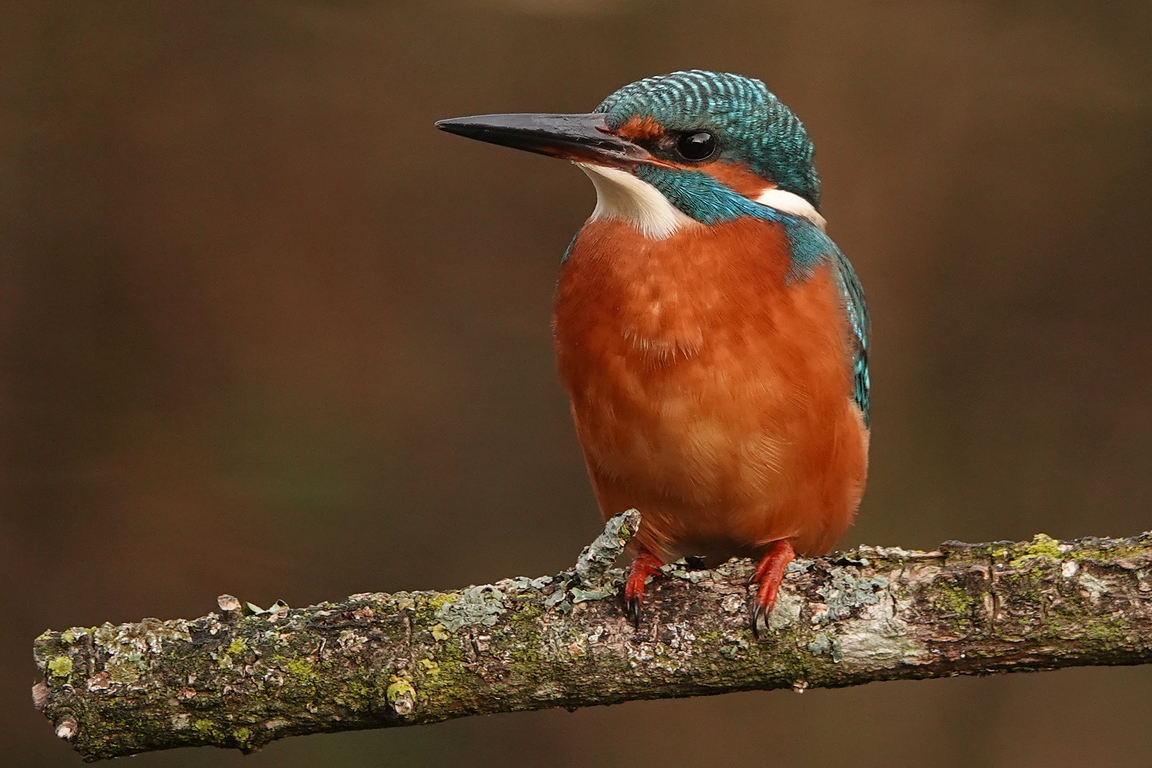 Eisvogel