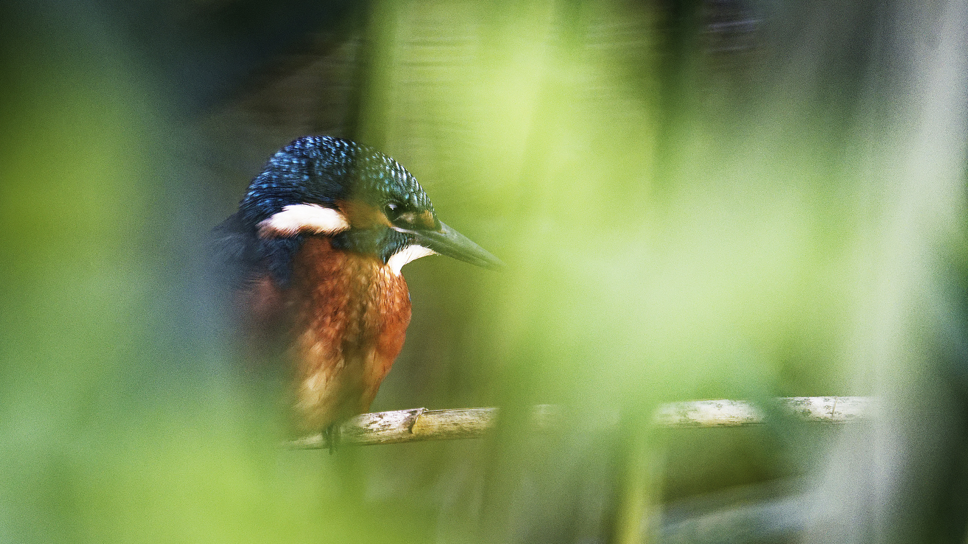 Eisvogel