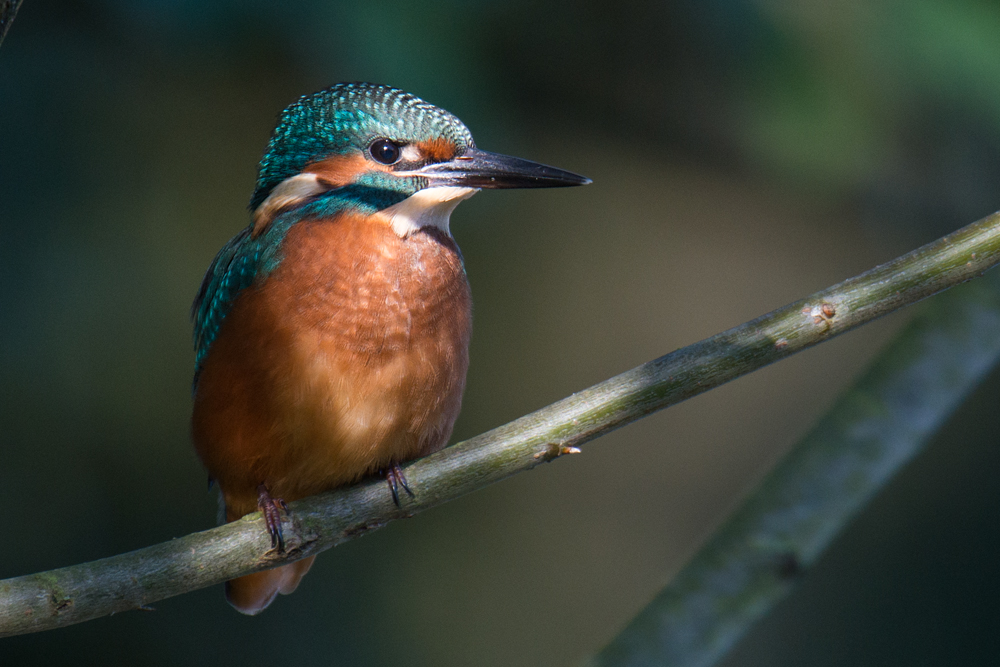 Eisvogel