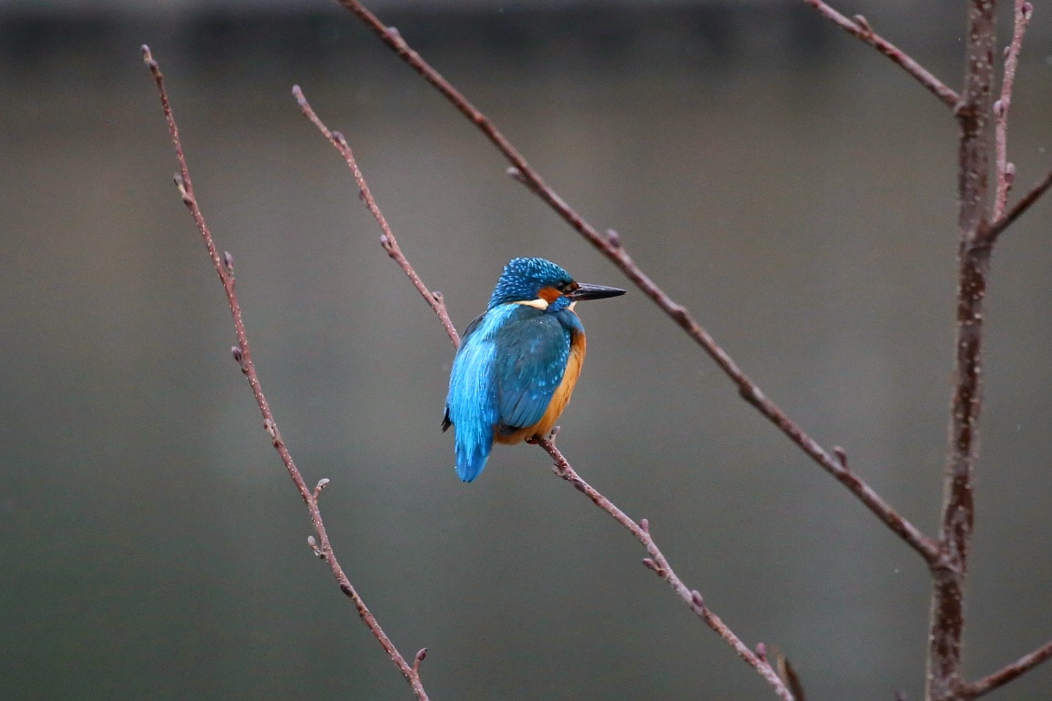 Eisvogel 