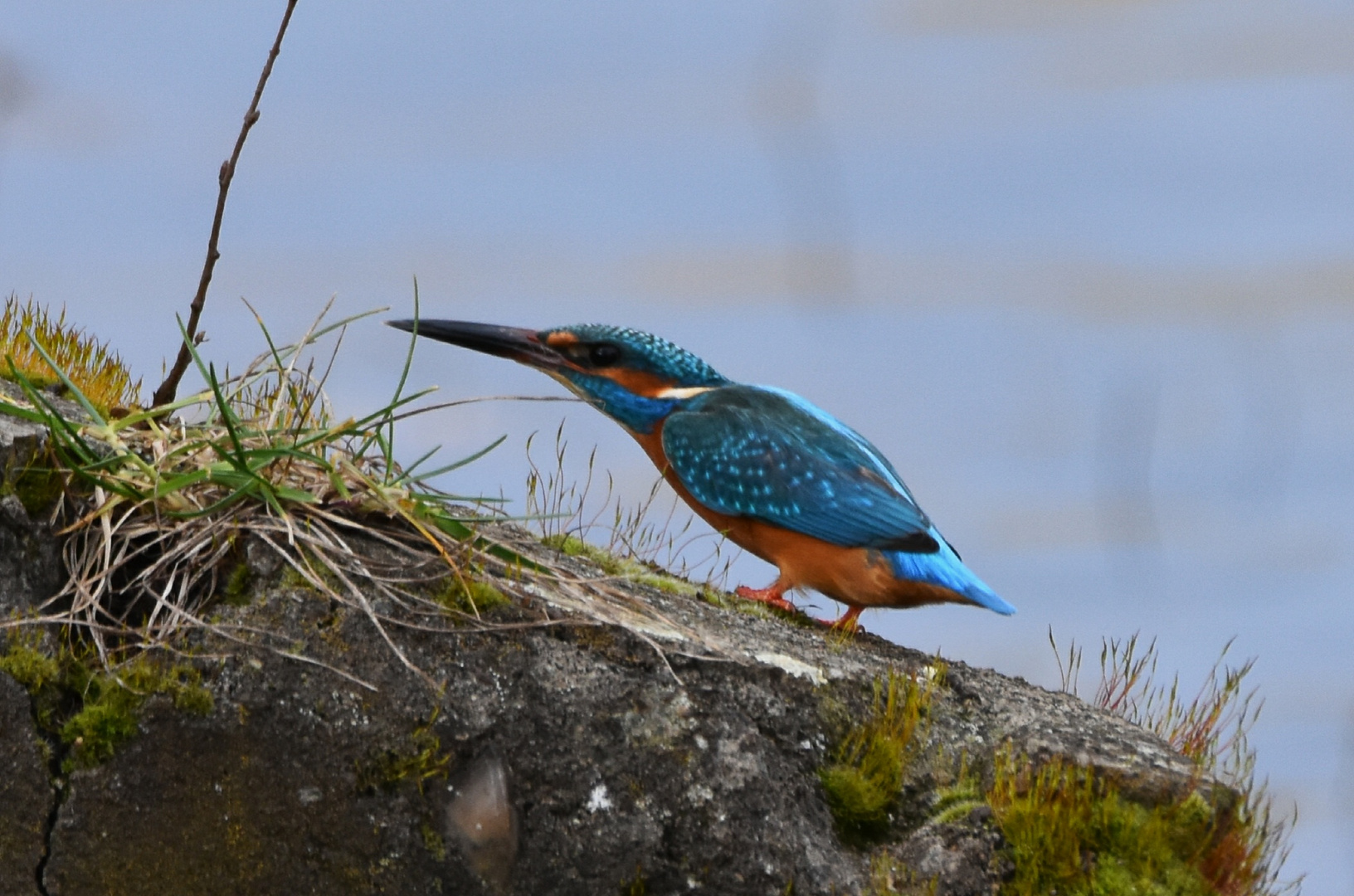 Eisvogel