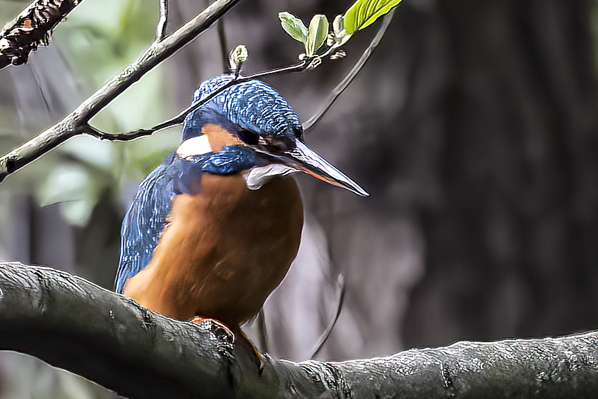 Eisvogel 