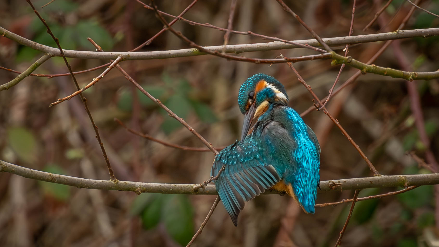 Eisvogel 