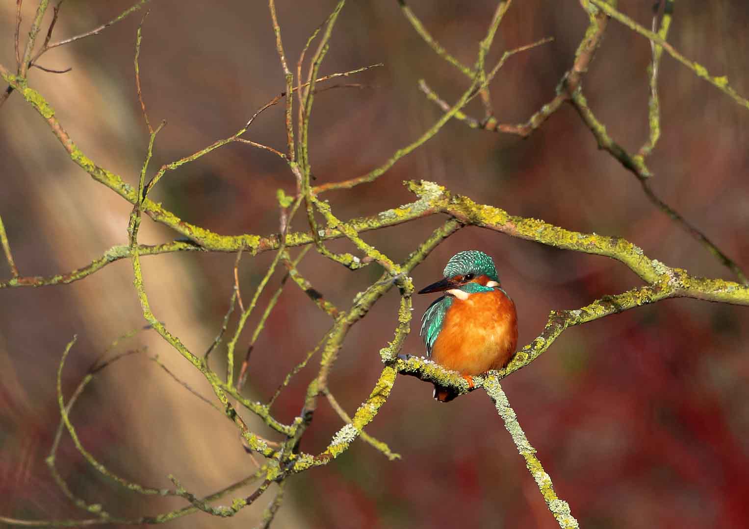 Eisvogel