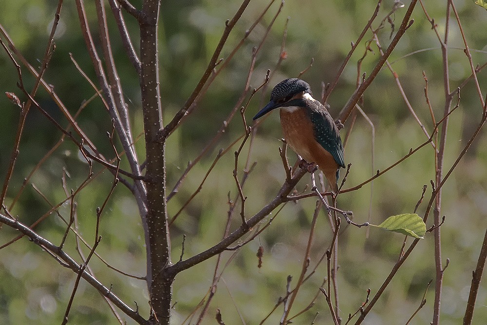 Eisvogel