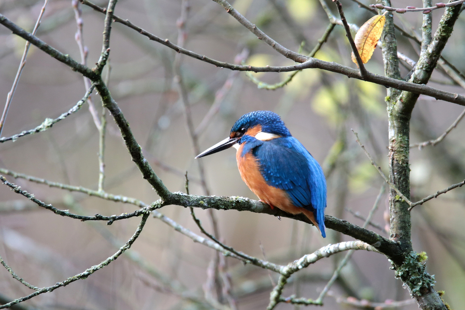 Eisvogel