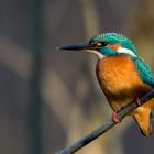 Eisvogel