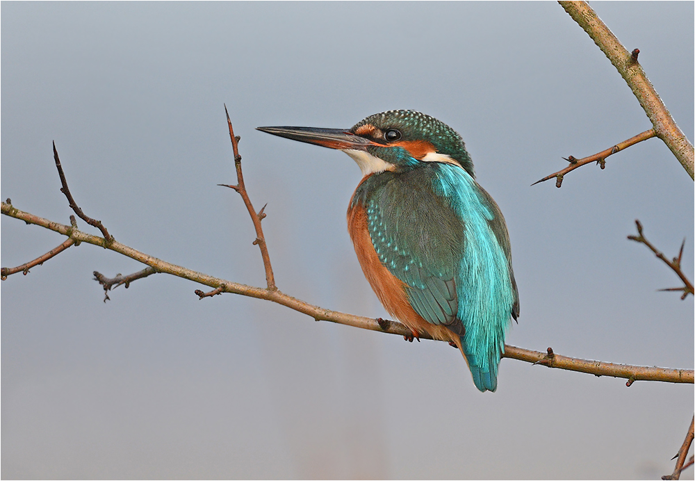 Eisvogel