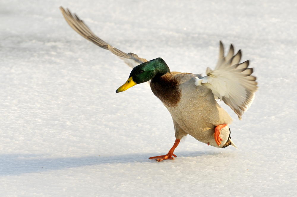 Eisvogel ;-)