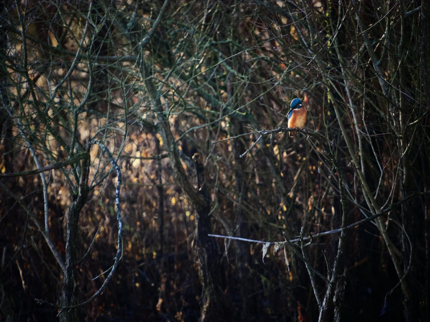 Eisvogel