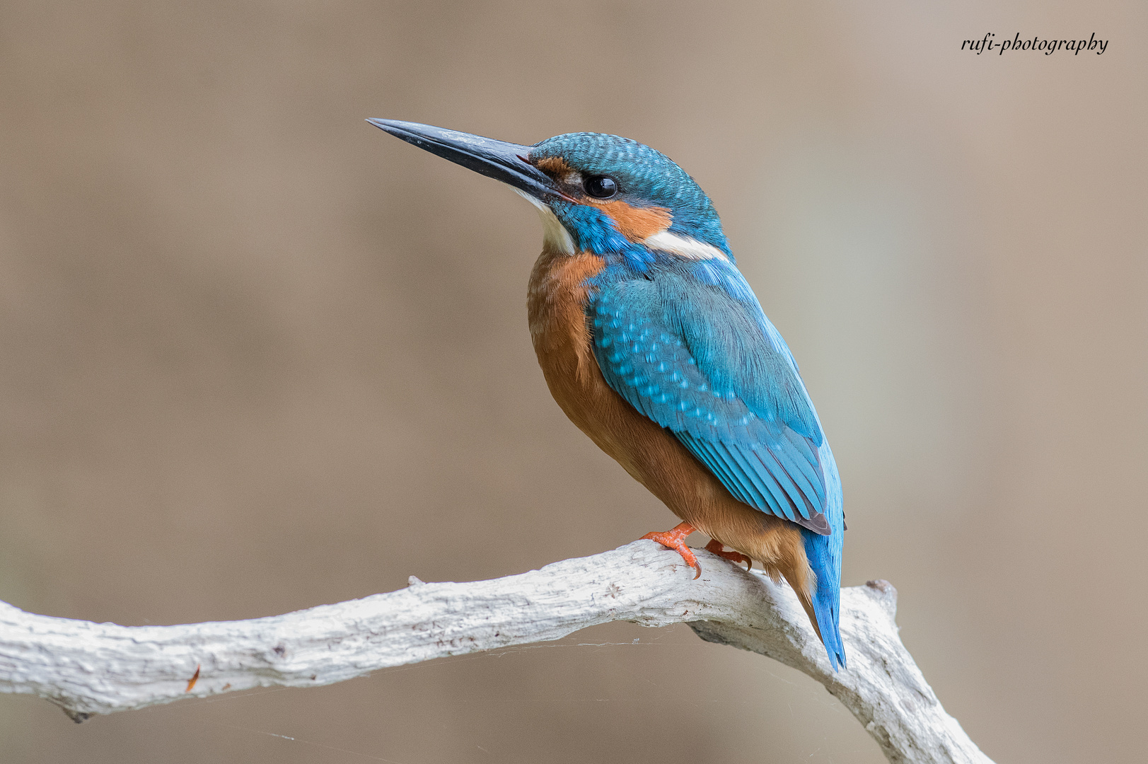 Eisvogel