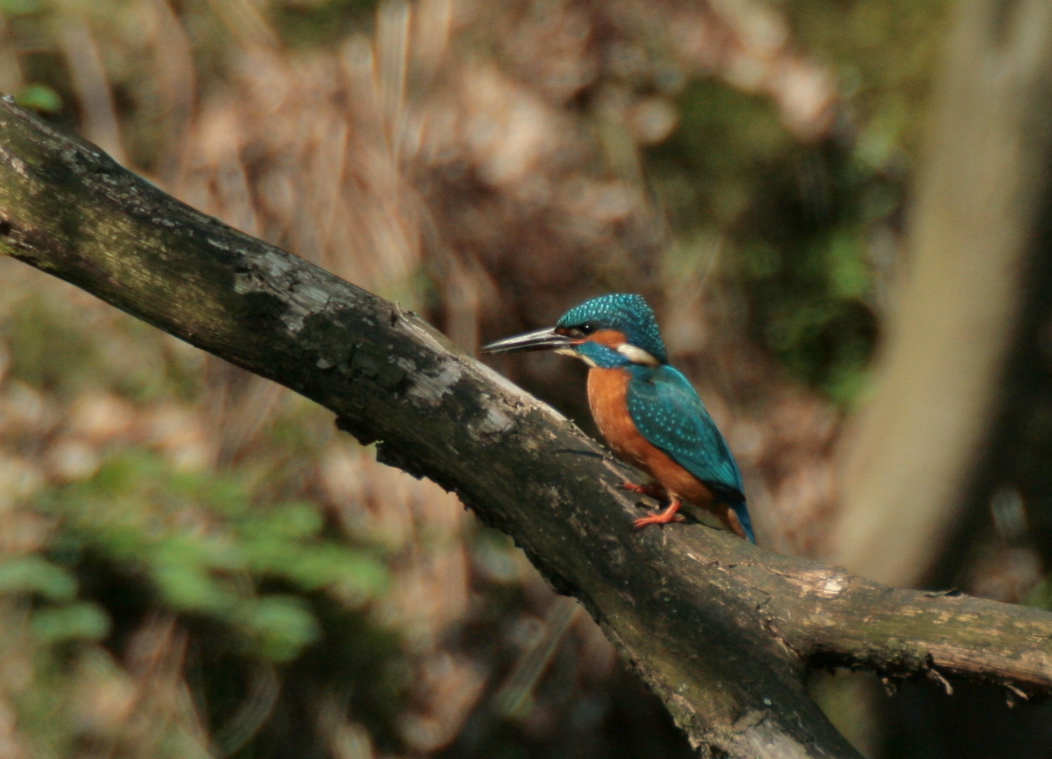 Eisvogel.