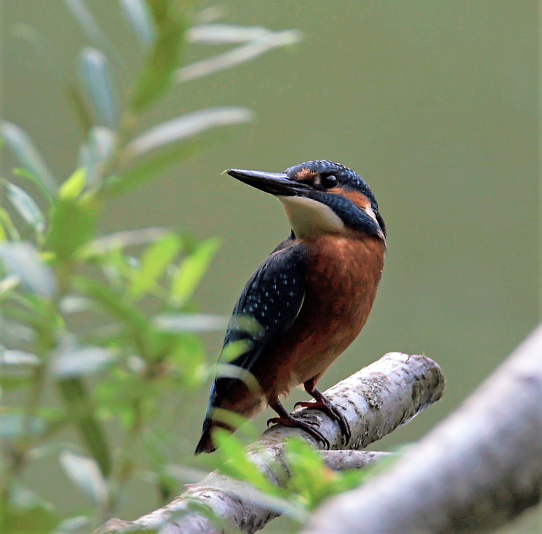 Eisvogel