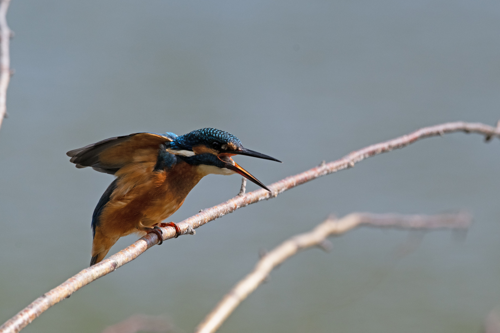 Eisvogel