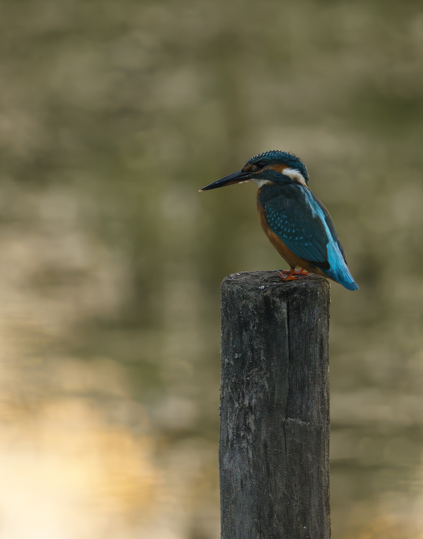 Eisvogel