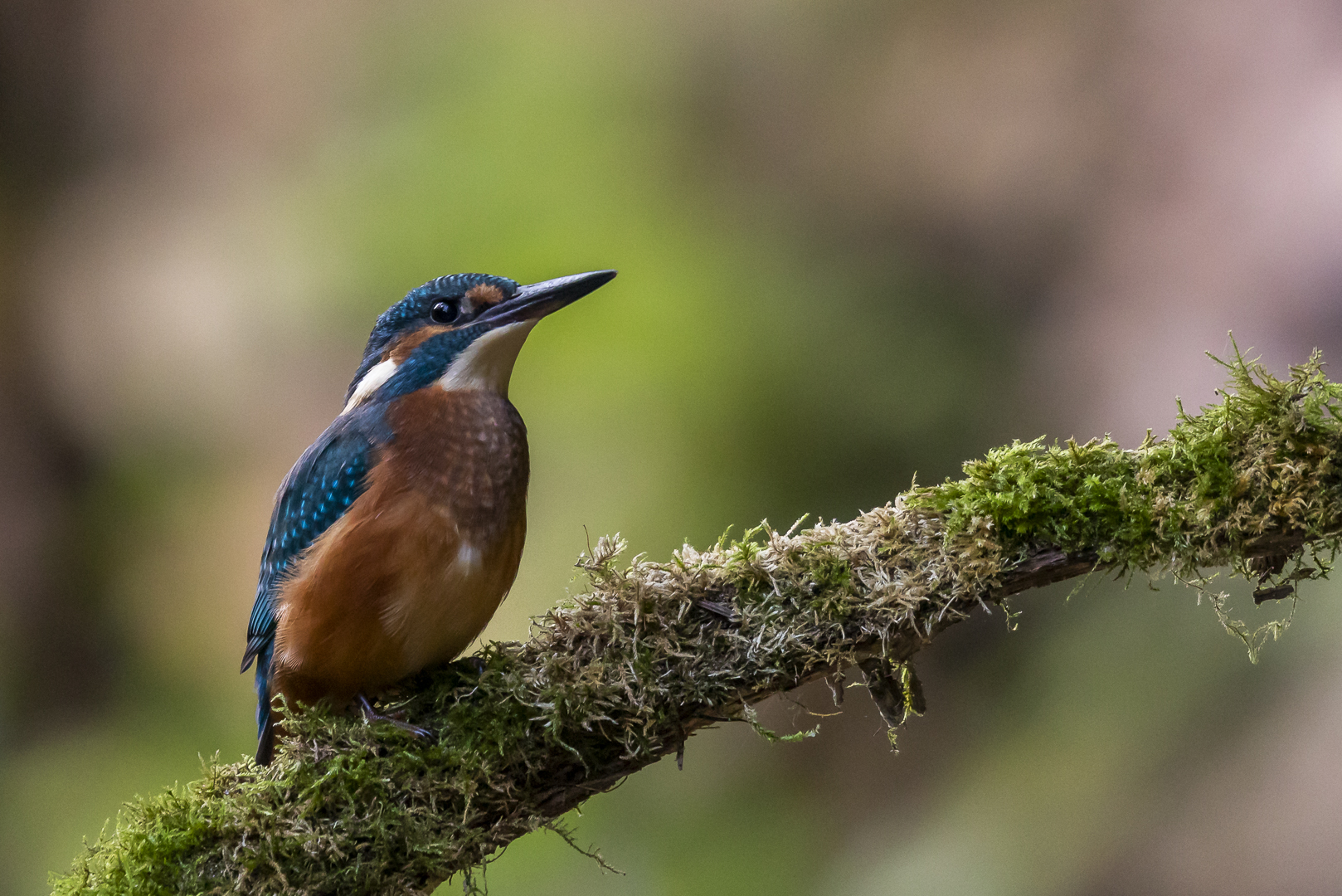 Eisvogel