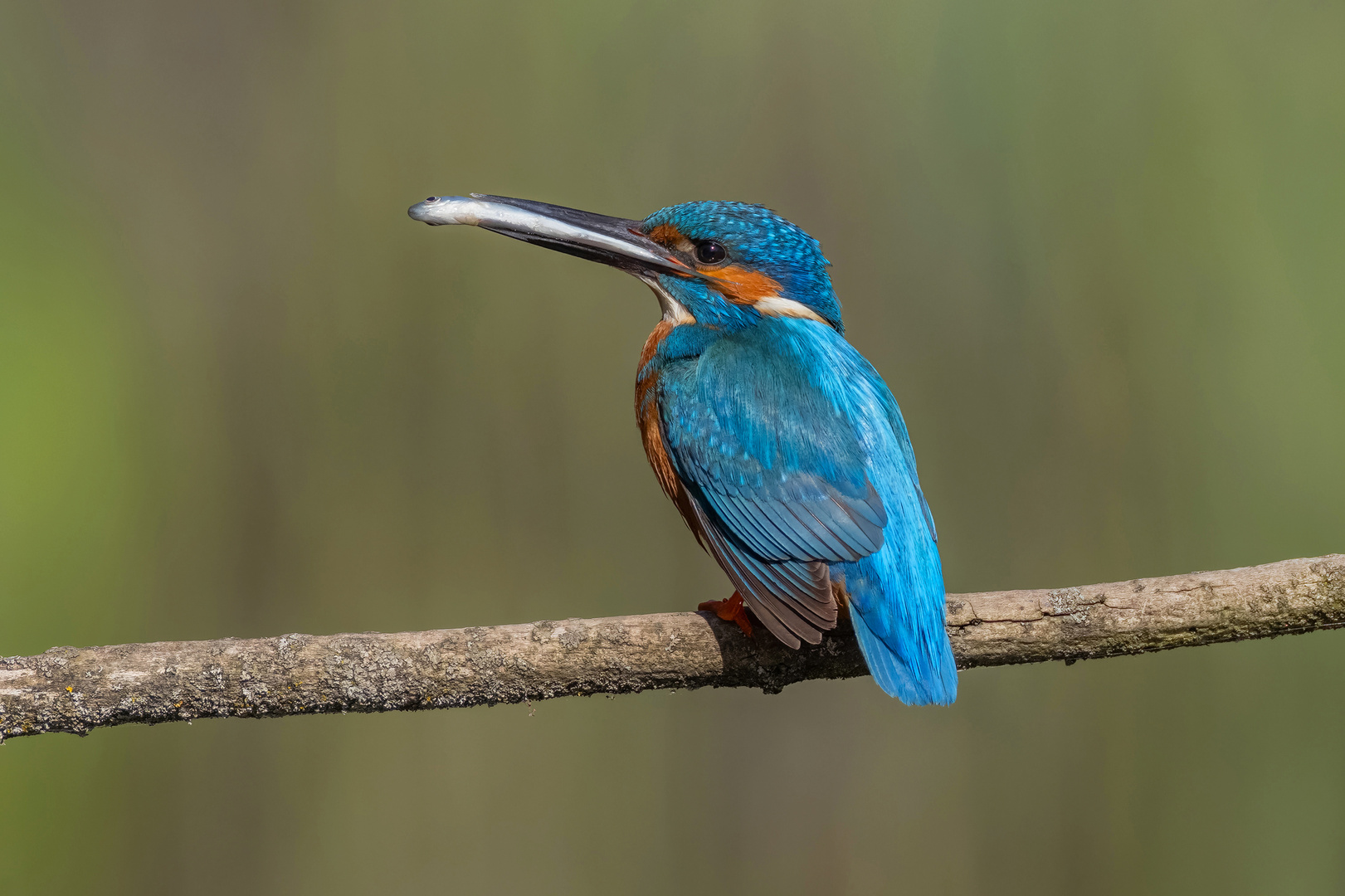 Eisvogel...