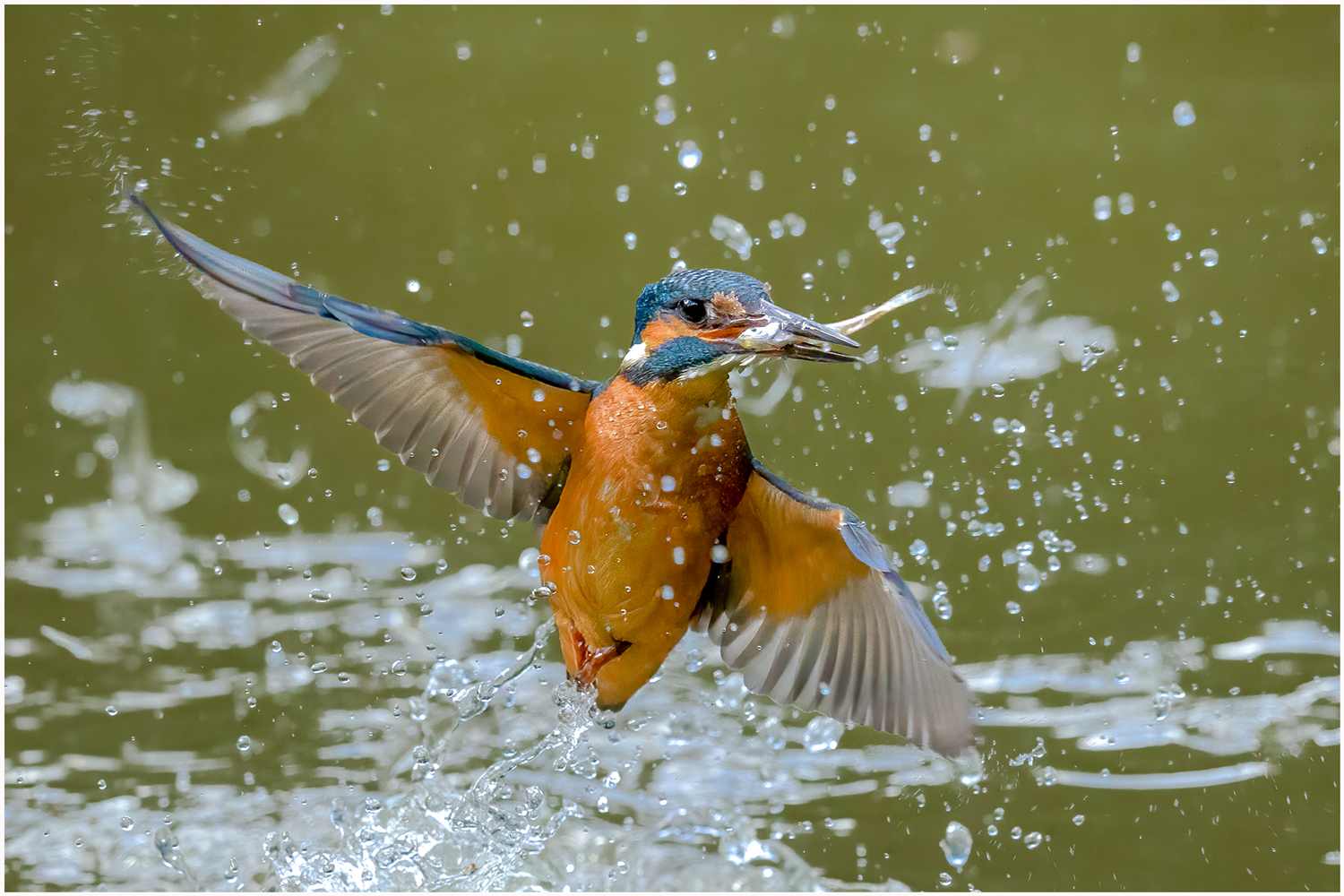 Eisvogel