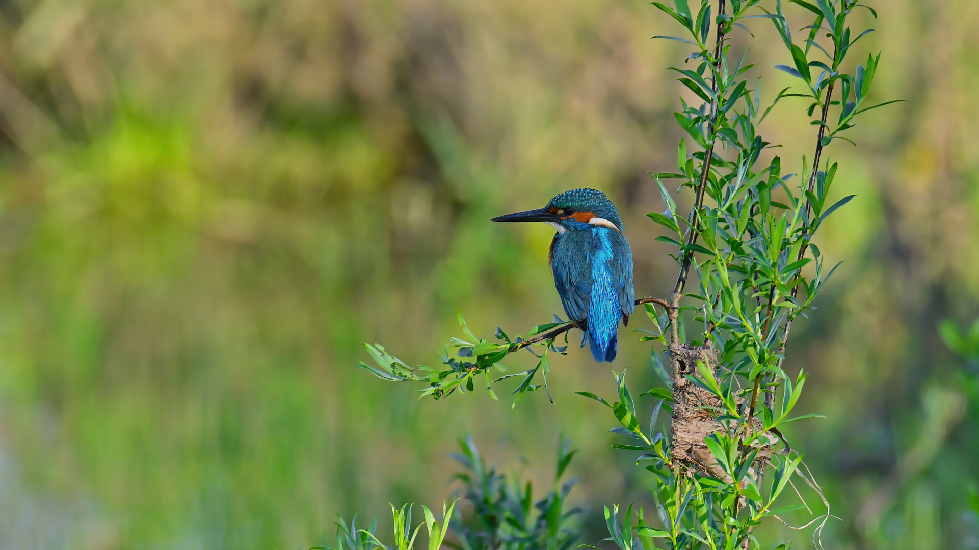 Eisvogel