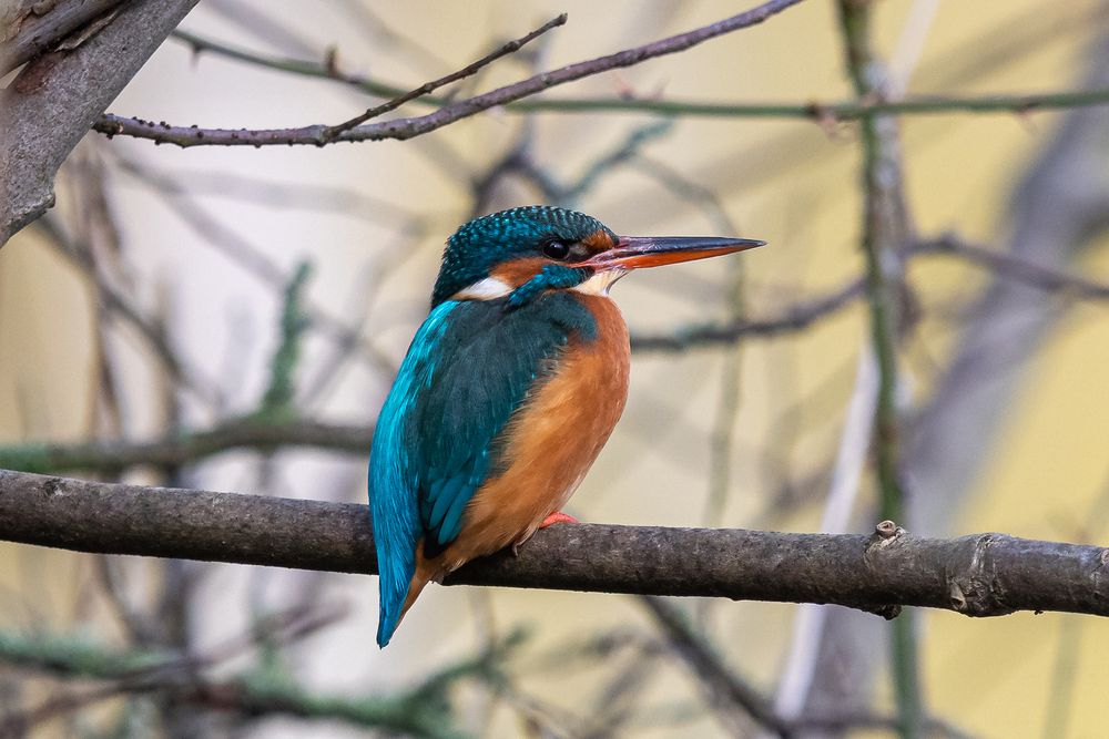 Eisvogel