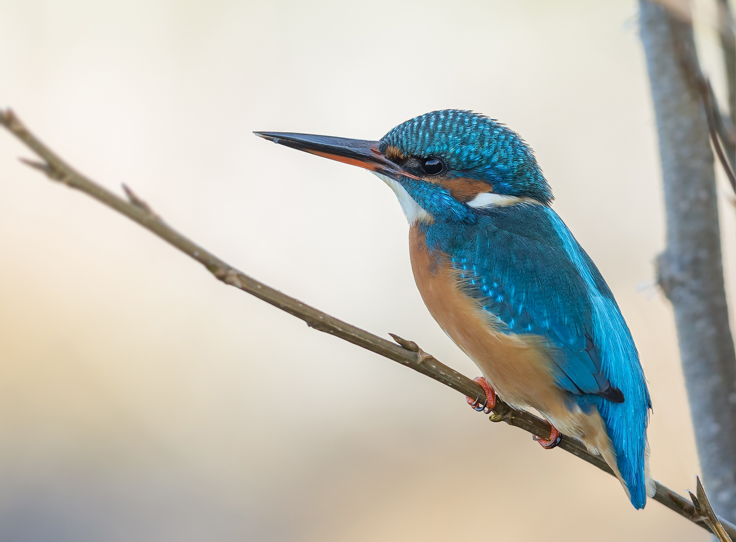 Eisvogel