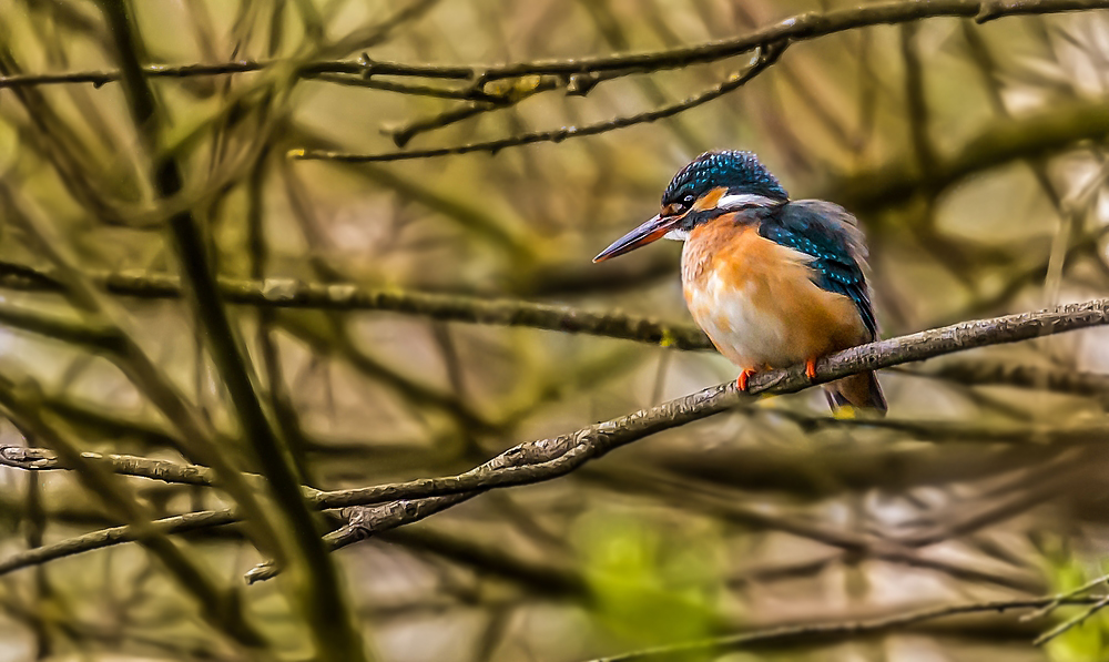 Eisvogel