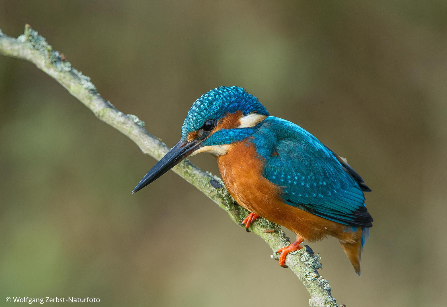 -- Eisvogel -- Foto & Bild | fotos, natur, tiere Bilder auf fotocommunity