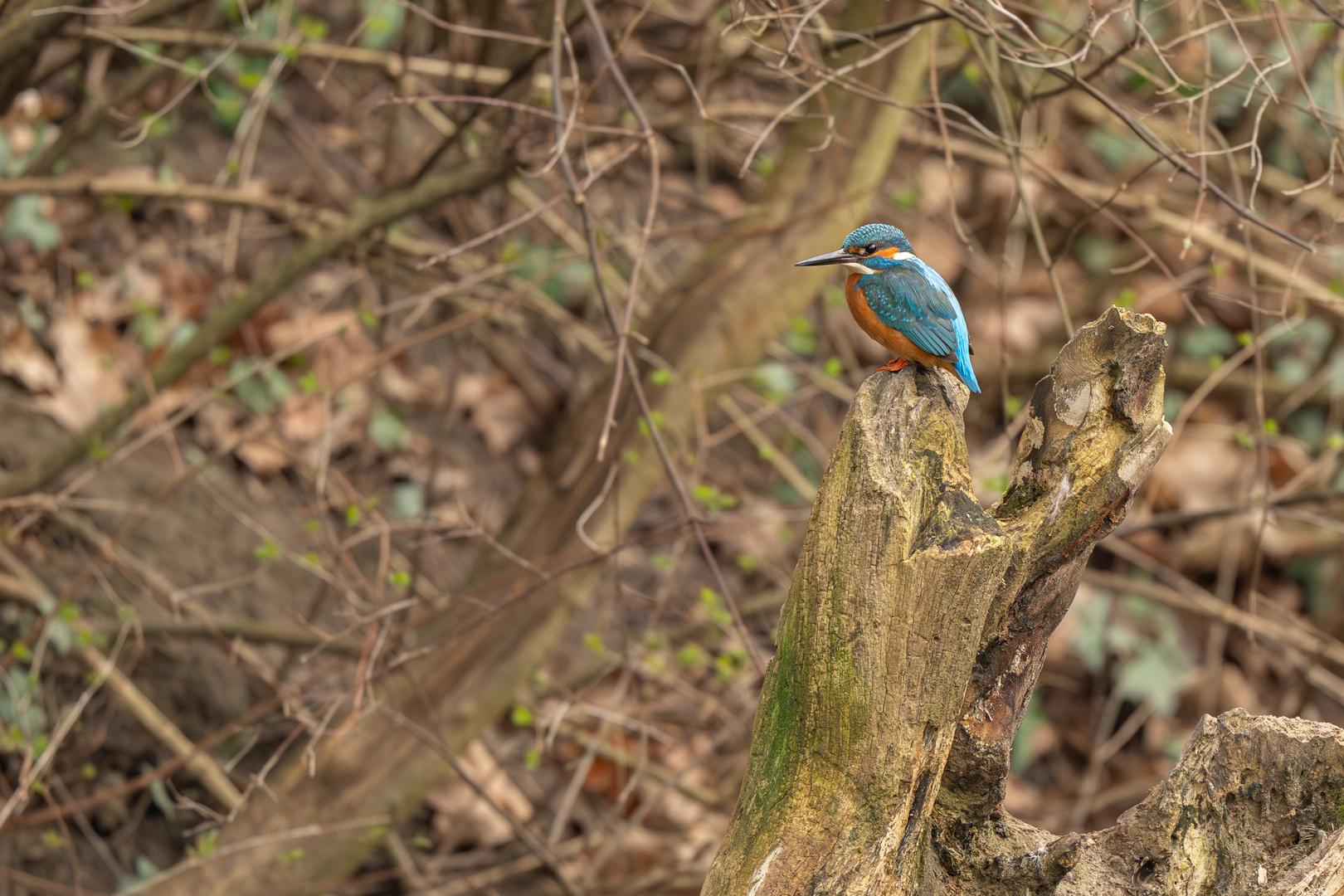 Eisvogel