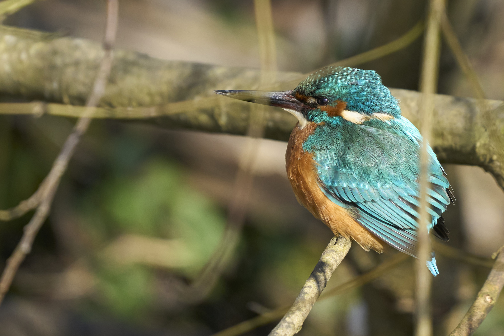 Eisvogel