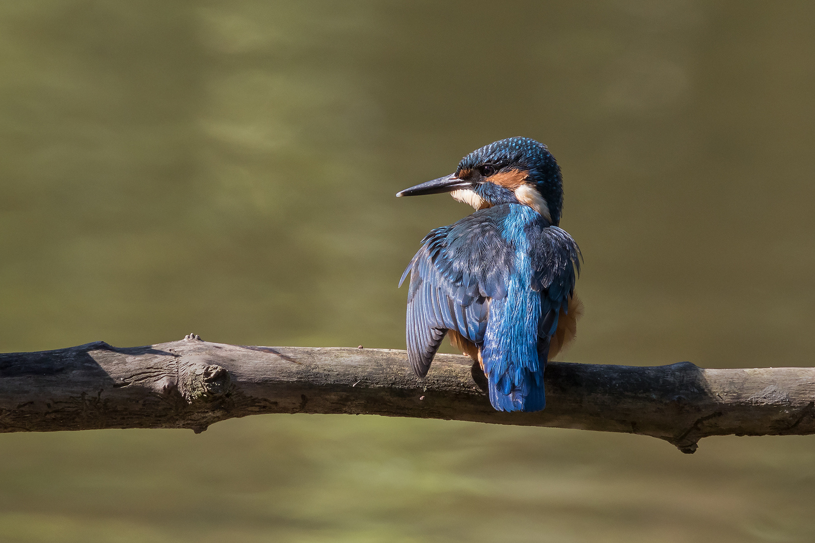 Eisvogel