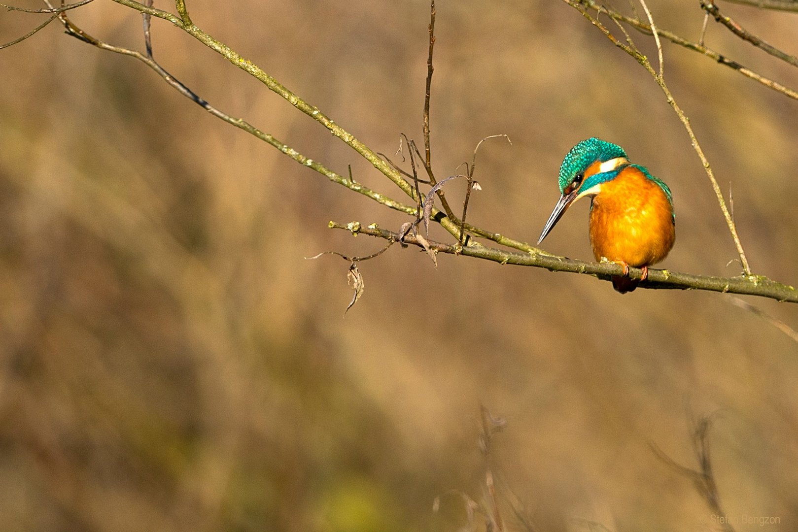 Eisvogel