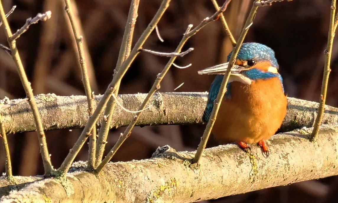 Eisvogel