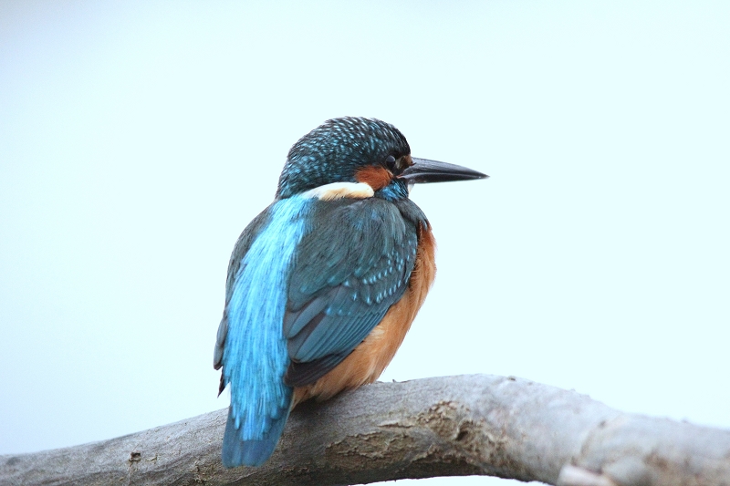 Eisvogel