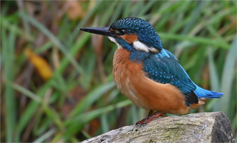 Eisvogel Foto & Bild | tiere, wildlife, wild lebende vögel Bilder auf