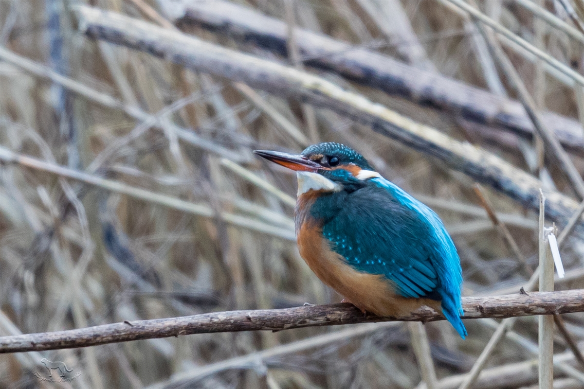 Eisvogel