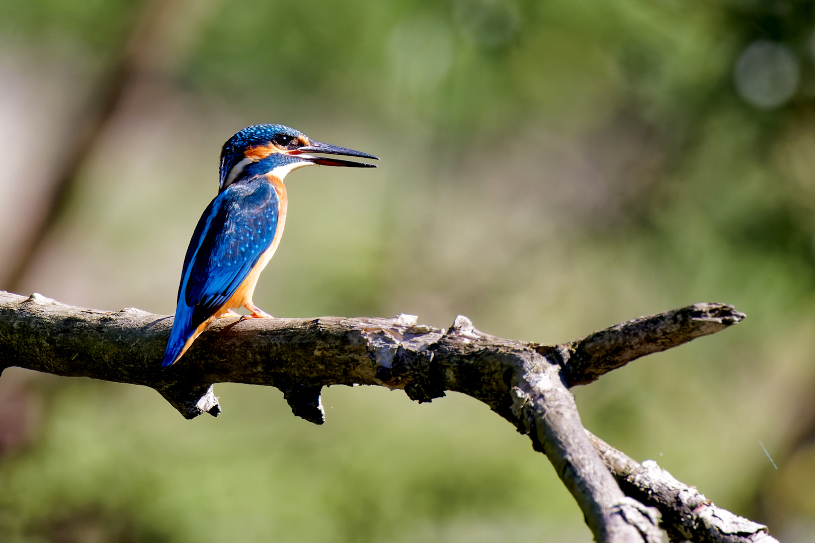 Eisvogel