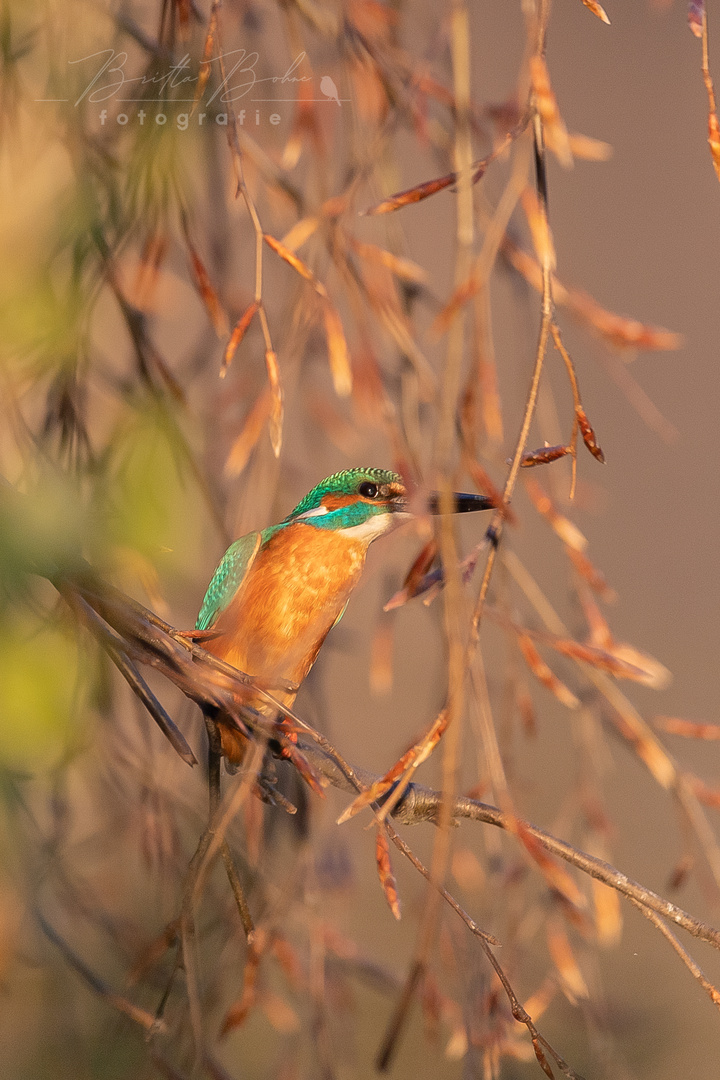 Eisvogel