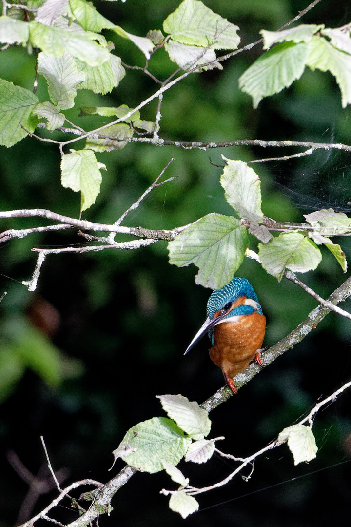 Eisvogel