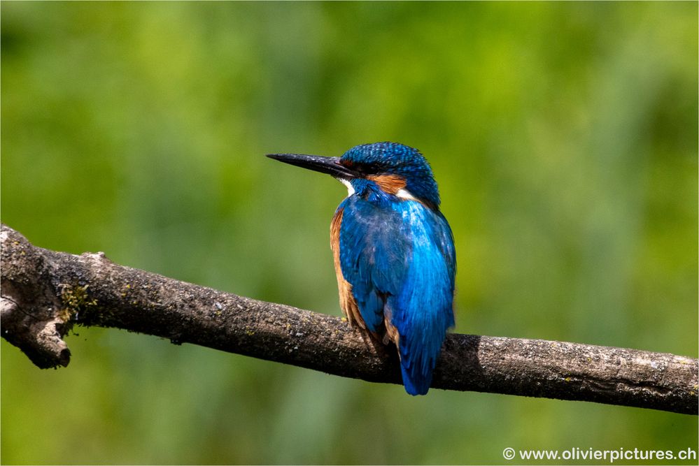 Eisvogel