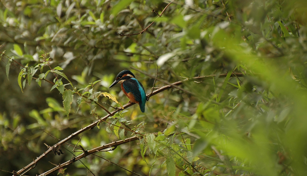 Eisvogel.-)))))