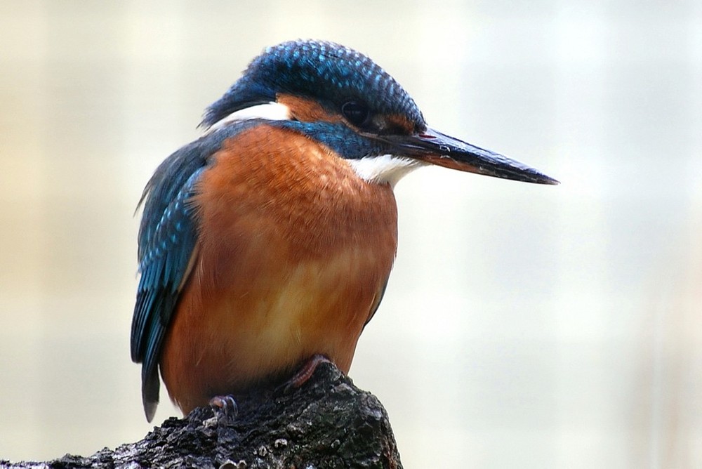 Eisvogel