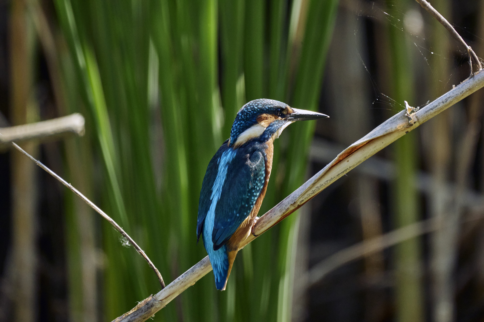 Eisvogel