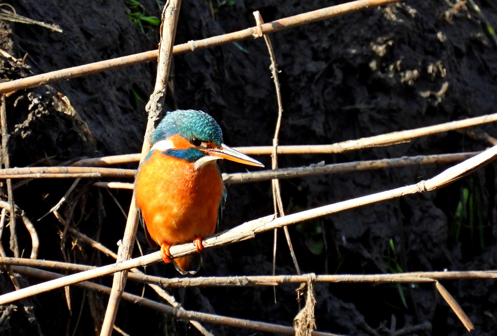 Eisvogel