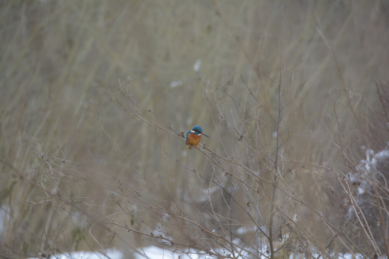 Eisvogel