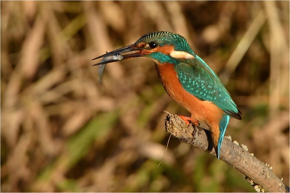 Eisvogel