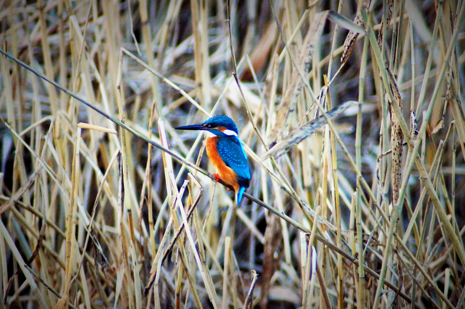 Eisvogel