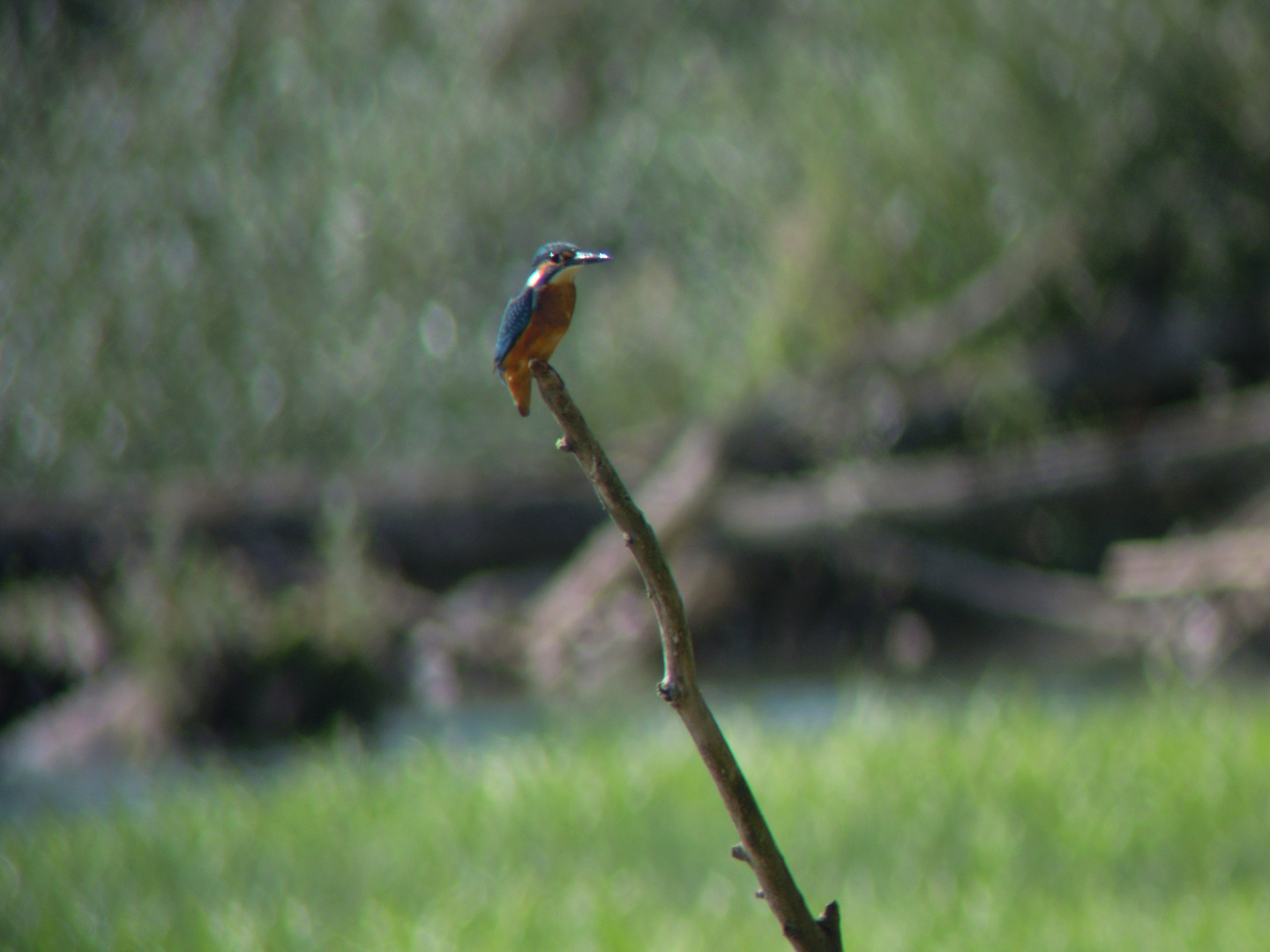 Eisvogel