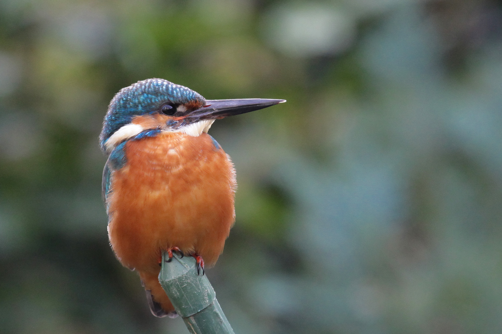 Eisvogel